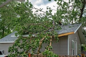 A large tree with green leaves fallen on a residential roof during a summer storm causing damage